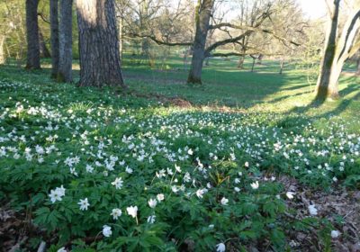 Träskändan luontotapahtuma la 6.6.2026 klo 10–16