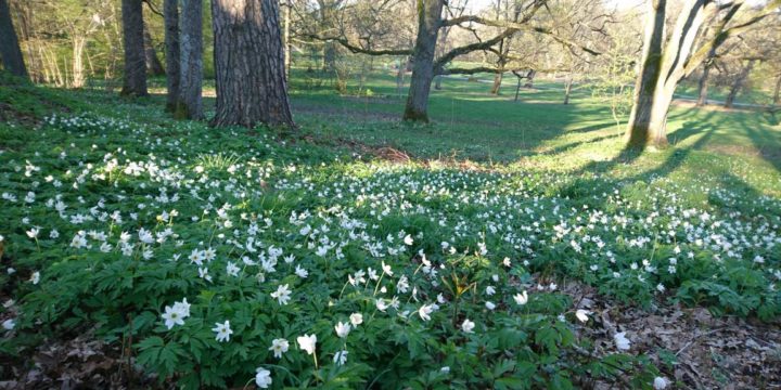 Träskändan luontotapahtuma la 6.6.2026 klo 10–16